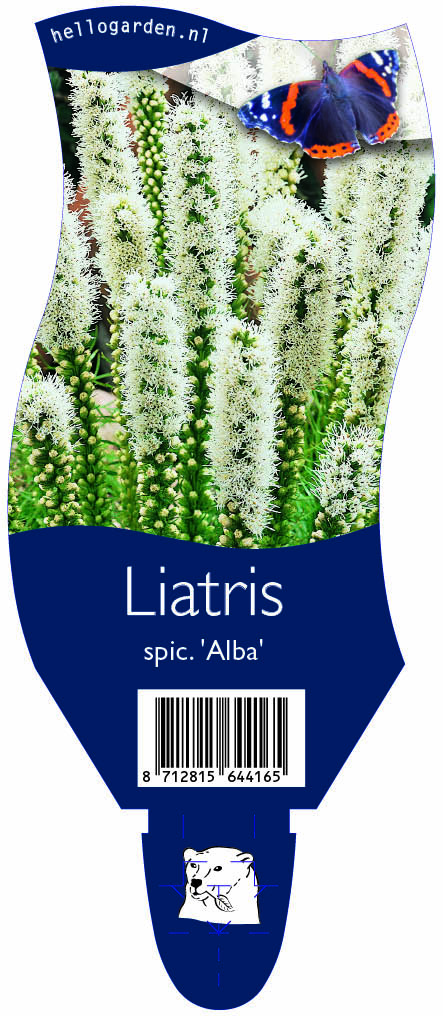Liatris spic. 'Alba' ; P11