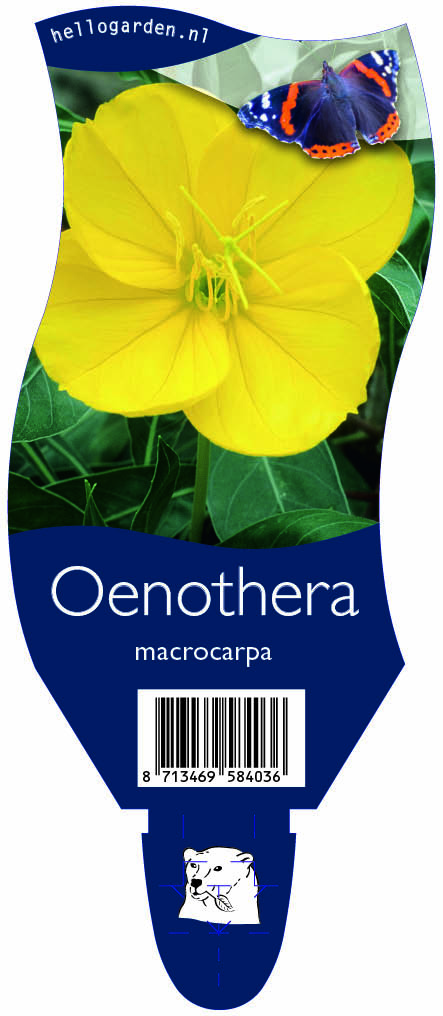 Oenothera macrocarpa ; P11