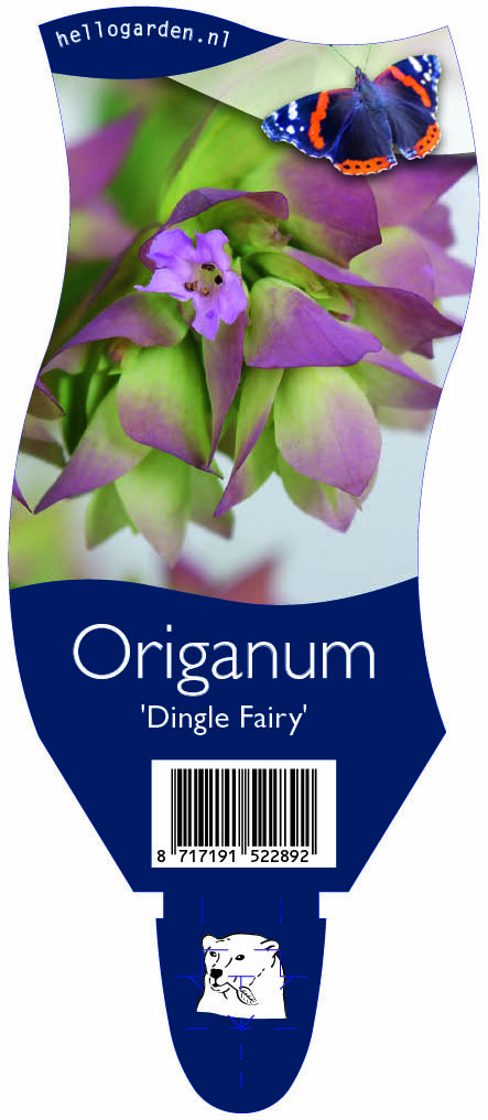 Origanum 'Dingle Fairy' ; P11