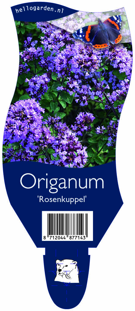 Origanum 'Rosenkuppel' ; P11