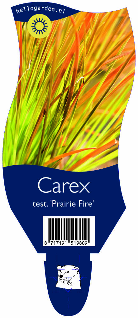 Carex test. 'Prairie Fire' ; P11