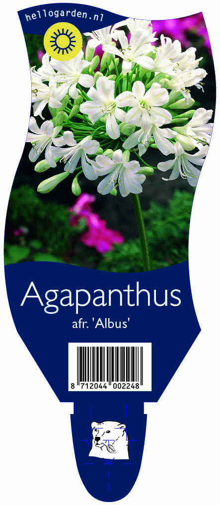 Agapanthus afr. 'Albus' ; P11