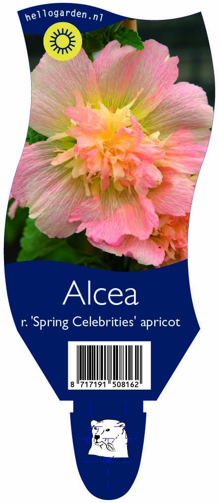 Alcea r. 'Spring Celebrities' apricot ; P11