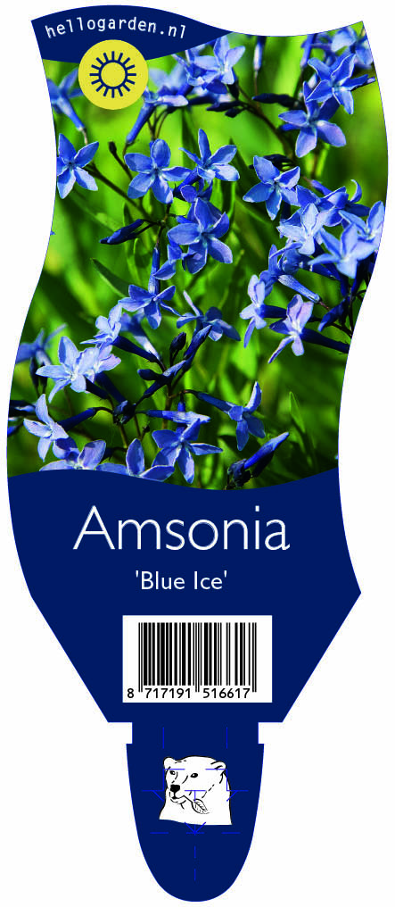 Amsonia 'Blue Ice' ; P11