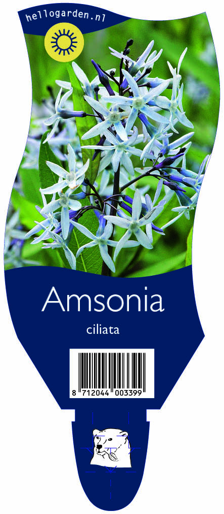 Amsonia ciliata ; P11
