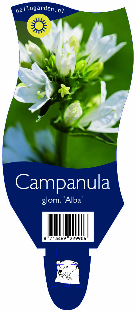 Campanula glom. 'Alba' ; P11