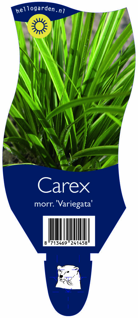 Carex morr. 'Variegata' ; P11