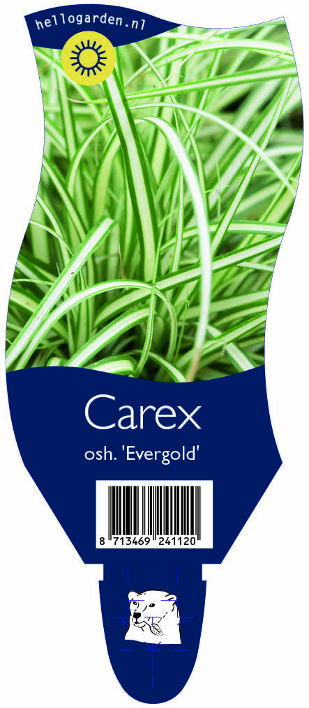 Carex osh. 'Evergold' ; P11