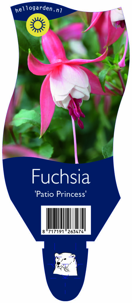 Fuchsia 'Patio Princess' ; P11