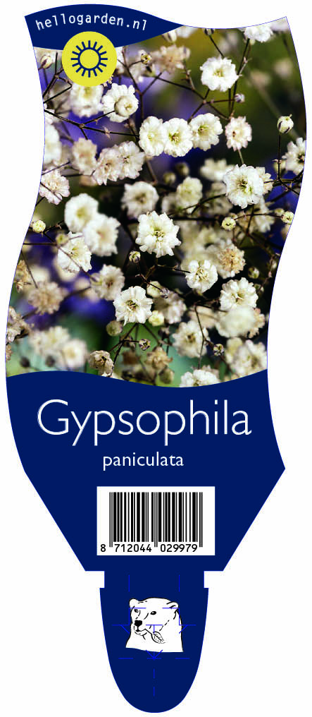 Gypsophila paniculata ; P11