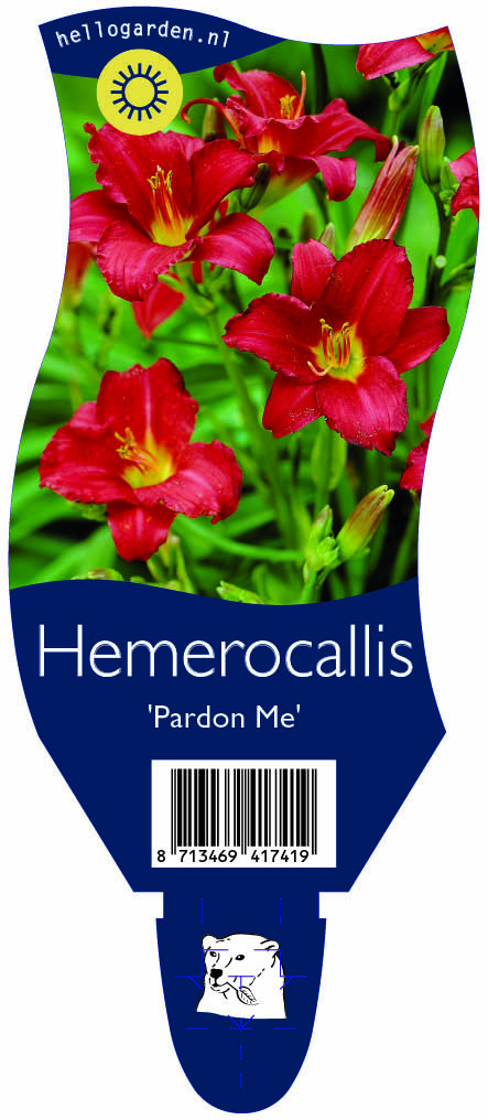 Hemerocallis 'Pardon Me' ; P11