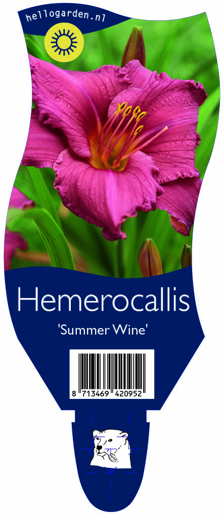 Hemerocallis 'Summer Wine' ; P11