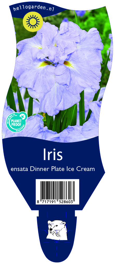 Iris ensata Dinner Plate Ice Cream ; P11