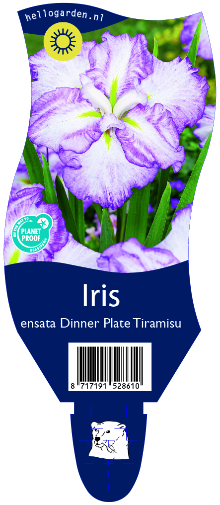 Iris ensata Dinner Plate Tiramisu ; P11