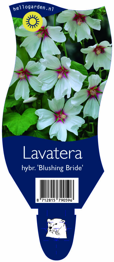 Lavatera hybr. 'Blushing Bride' ; P11