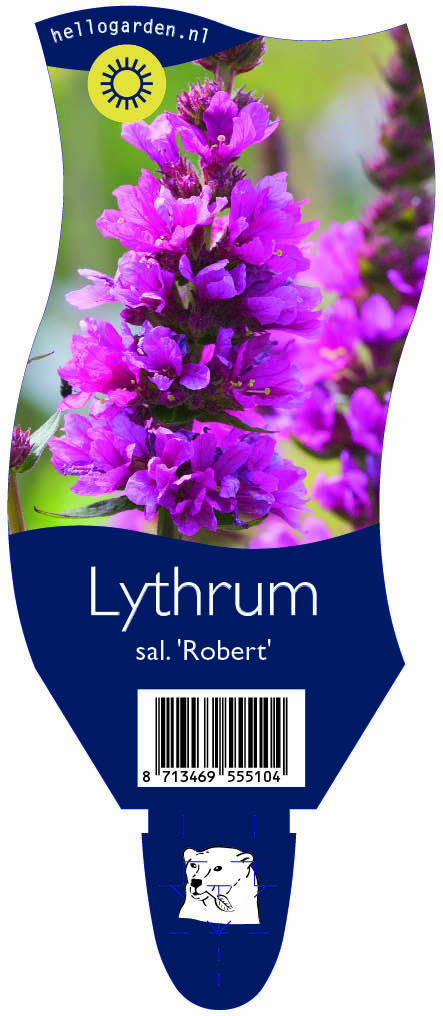 Lythrum sal. 'Robert' ; P11