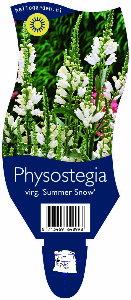 Physostegia virg. 'Summer Snow' ; P11