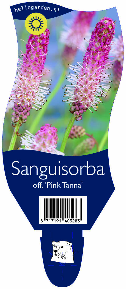 Sanguisorba off. 'Pink Tanna' ; P11