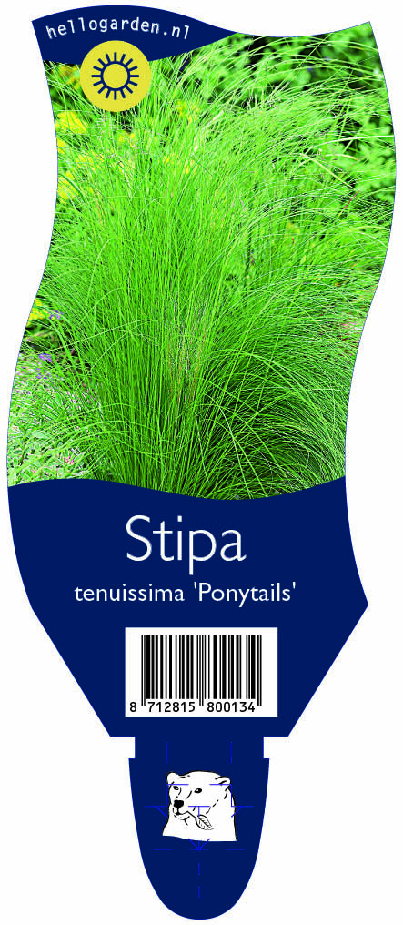 Stipa tenuissima 'Ponytails' ; P11