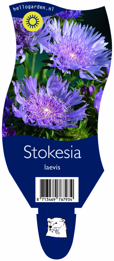 Stokesia laevis ; P11