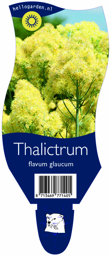 Thalictrum flavum glaucum ; P11