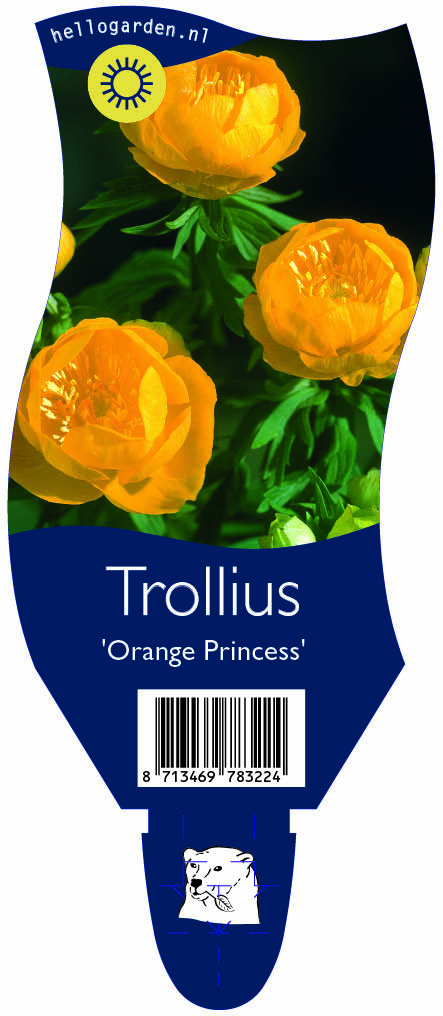 Trollius 'Orange Princess' ; P11