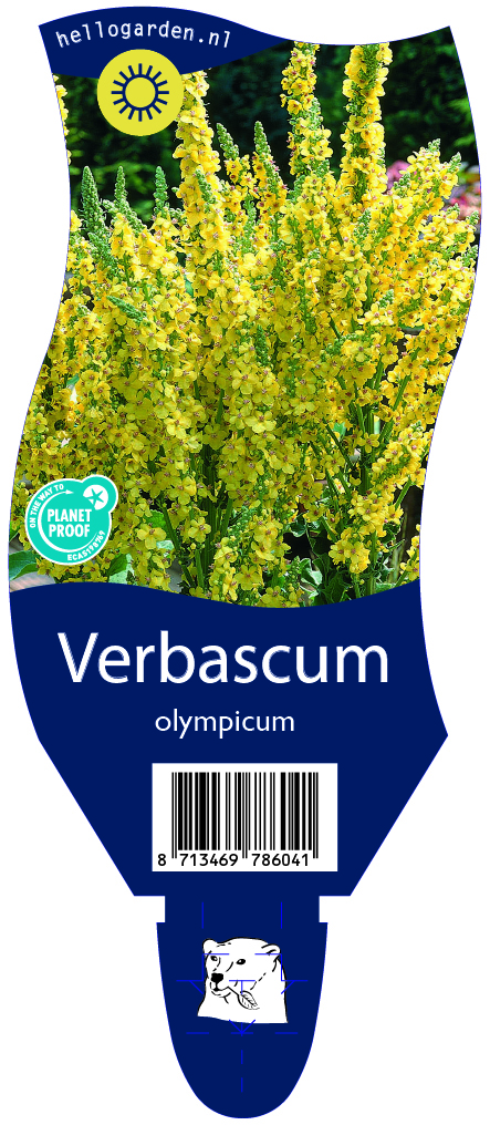 Verbascum olympicum ; P11