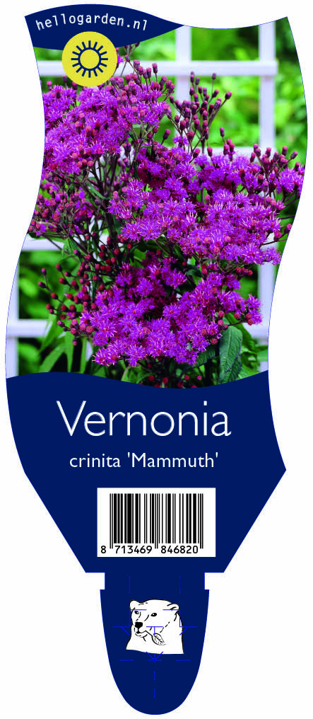 Vernonia crinita 'Mammuth' ; P11