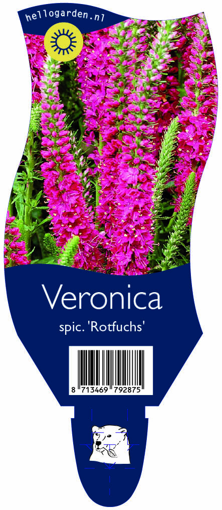 Veronica spic. 'Rotfuchs' ; P11