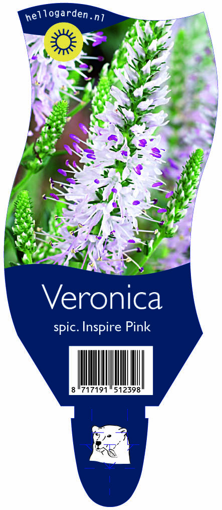 Veronica spic. Inspire Pink ; P11