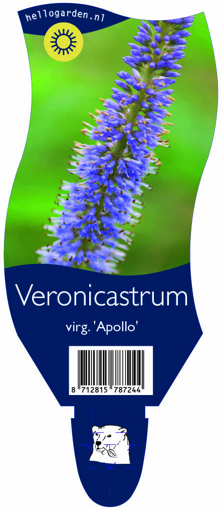 Veronicastrum virg. 'Apollo' ; P11