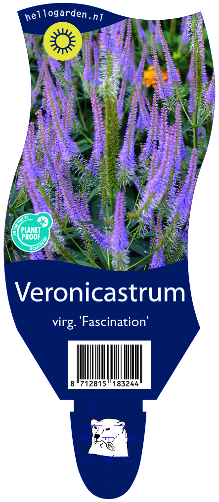Veronicastrum virg. 'Fascination' ; P11