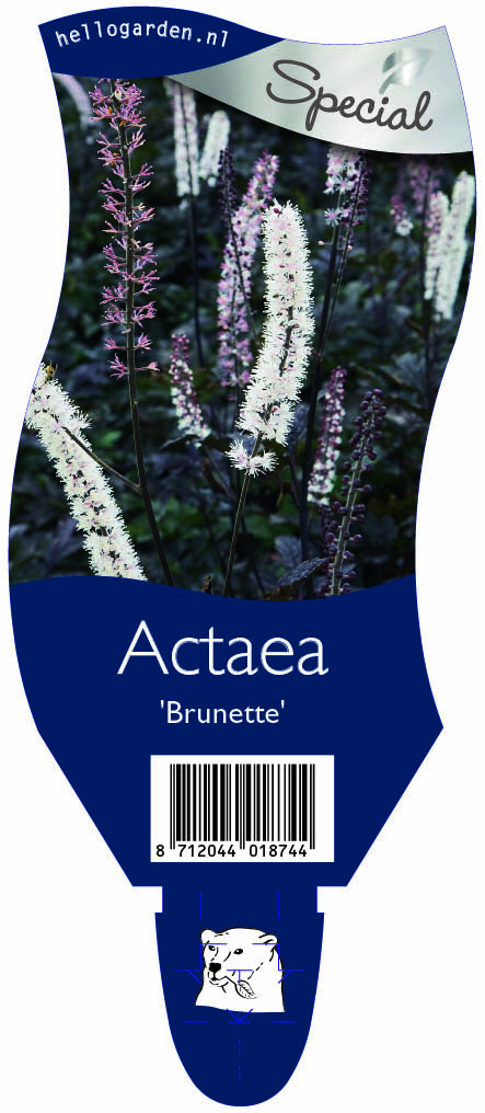 Actaea 'Brunette' ; P11
