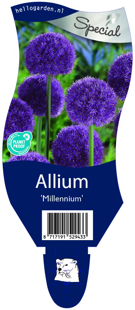 Allium 'Millennium' ; P11
