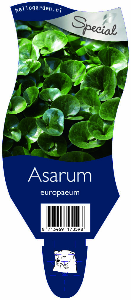 Asarum europaeum ; P11
