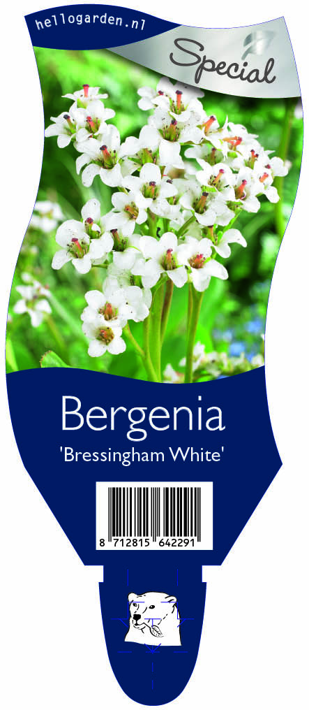 Bergenia 'Bressingham White' ; P11