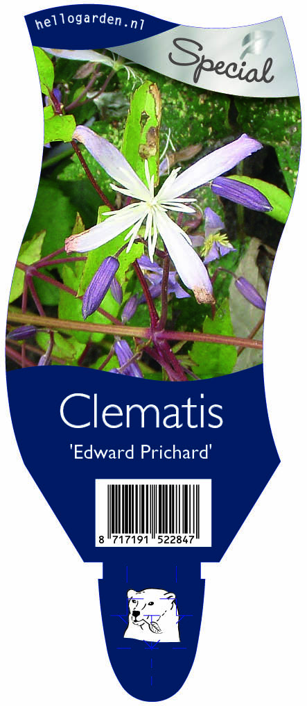 Clematis 'Edward Prichard' ; P11