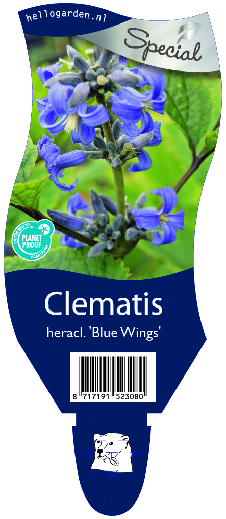 Clematis heracl. 'Blue Wings' ; P11