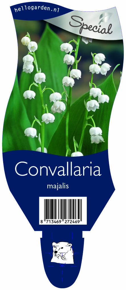 Convallaria majalis ; P11