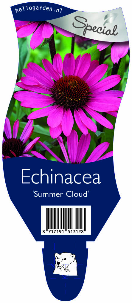 Echinacea 'Summer Cloud' ; P11