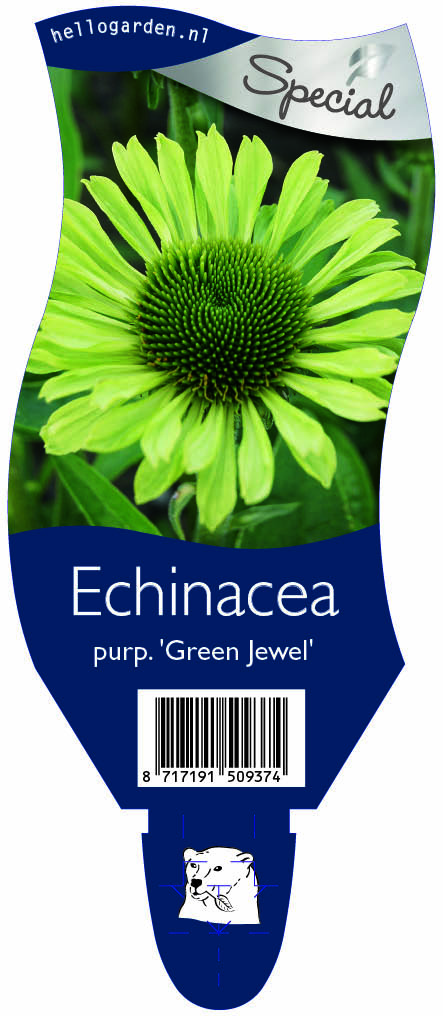 Echinacea purp. 'Green Jewel' ; P11