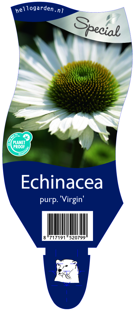 Echinacea purp. 'Virgin' ; P11