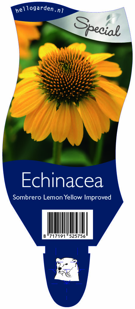 Echinacea Sombrero Lemon Yellow Improved ; P11