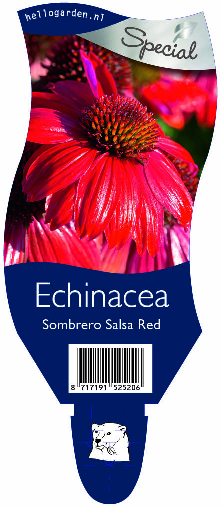 Echinacea Sombrero Salsa Red ; P11