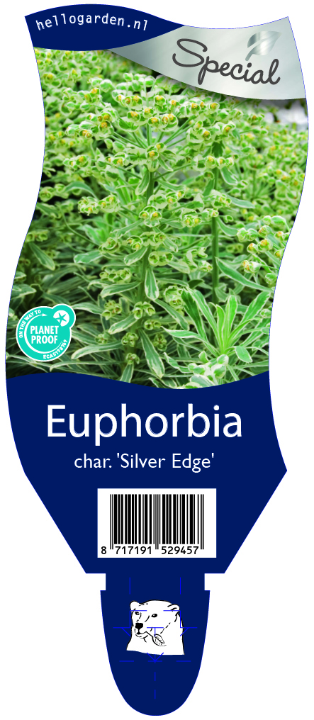 Euphorbia char. 'Silver Edge' ; P11