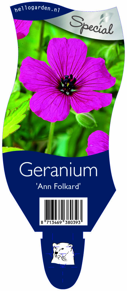 Geranium 'Ann Folkard' ; P11