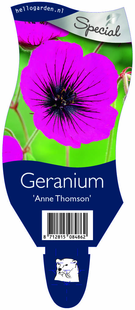 Geranium 'Anne Thomson' ; P11