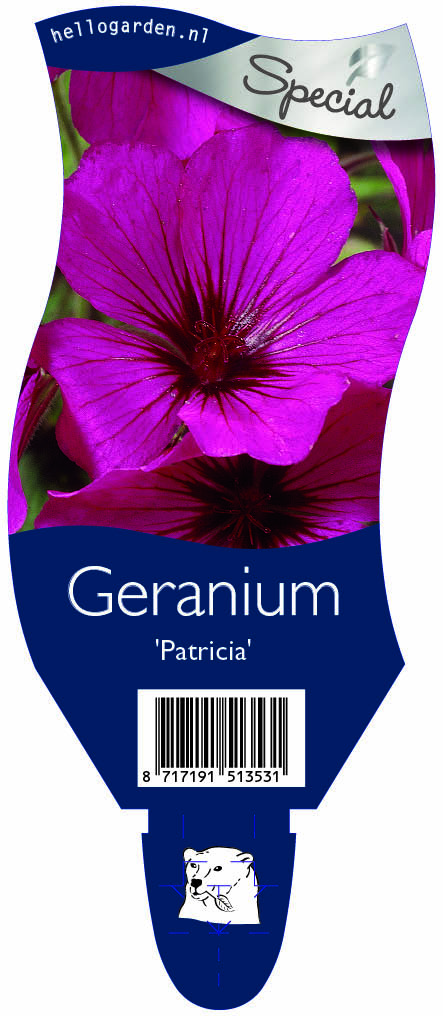 Geranium 'Patricia' ; P11
