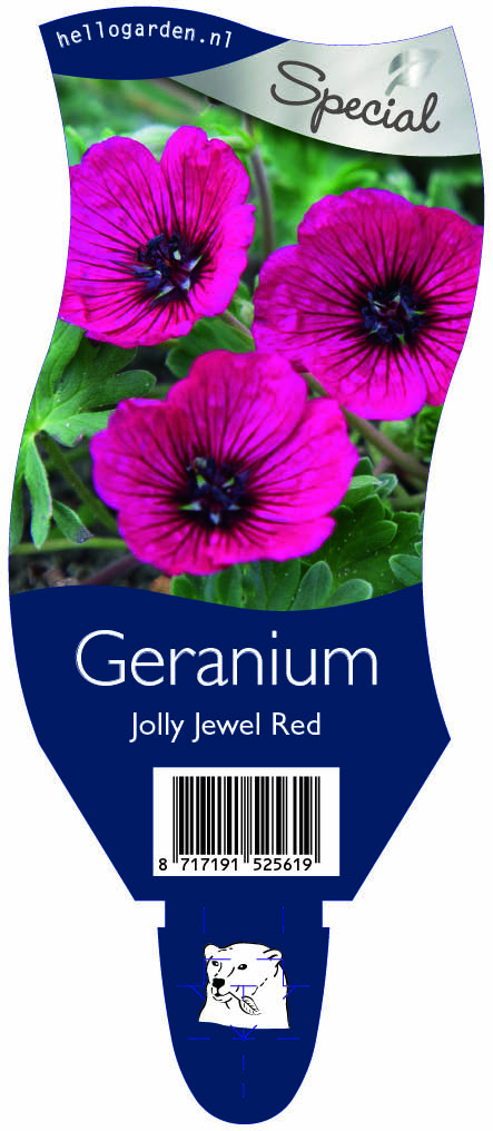 Geranium Jolly Jewel Red ; P11