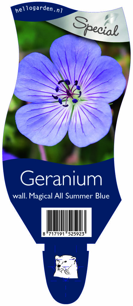Geranium wall. Magical All Summer Blue ; P11